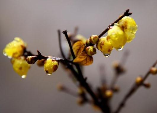 這5種樹木種植在別墅花園中別有一番風(fēng)雅！