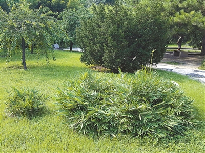 北京植物園花境中的觀賞草魅力究竟在哪里？