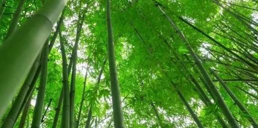 你知道樹木在園林綠化中的分類嗎？