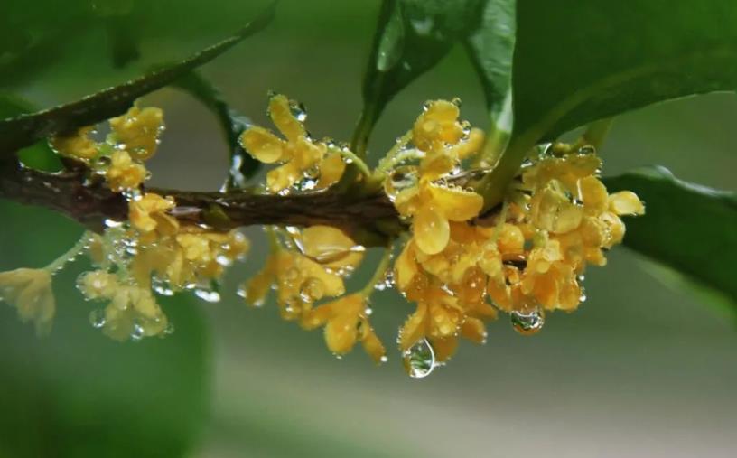 春季桂花移栽修剪有訣竅，襄陽(yáng)園林綠化公司親傳經(jīng)驗(yàn)，來(lái)年花多枝密長(zhǎng)勢(shì)好