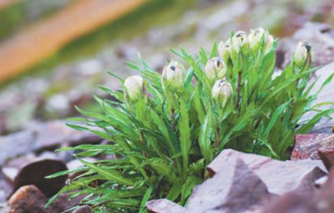 冰天雪地，為何也有植物開花？